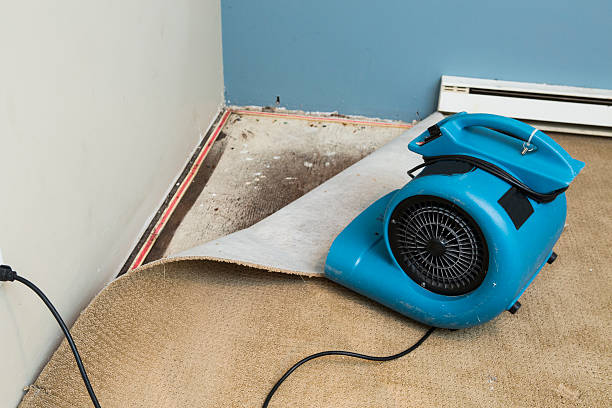 Best Professional water damage repair  in Bells, TN